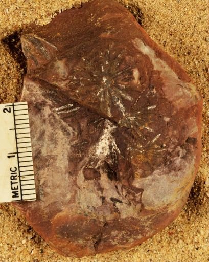 Annularia sphenophylloides