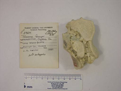 Teleoceras fossiger