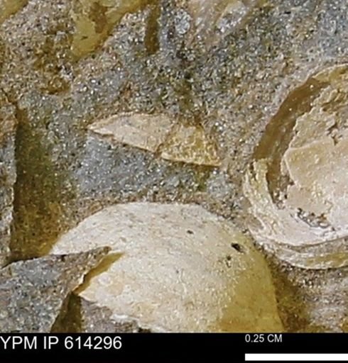 Limopsis striatopunctatus