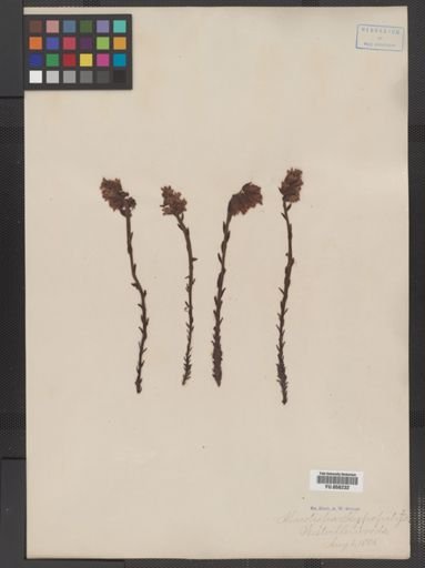 Monotropa hypopithys
