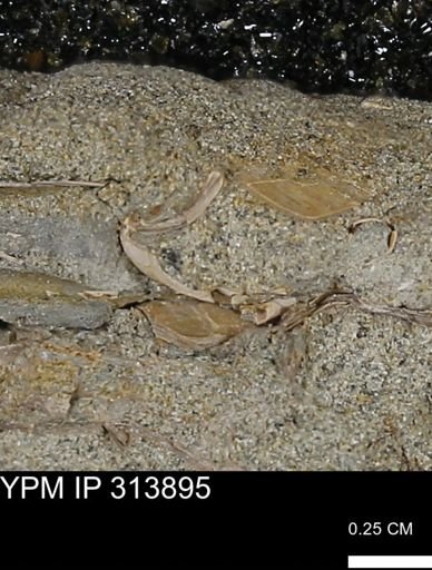 undet. Mollusca