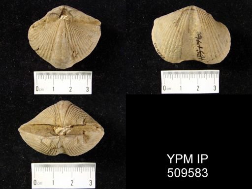 Spinocyrtia sp.
