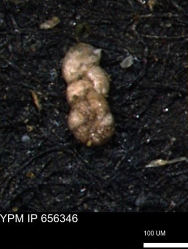 Ammobaculoides whitneyi