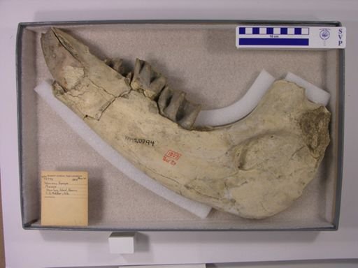 Teleoceras fossiger
