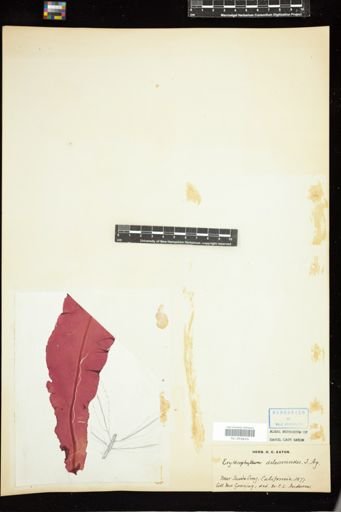 Erythrophyllum delesserioides