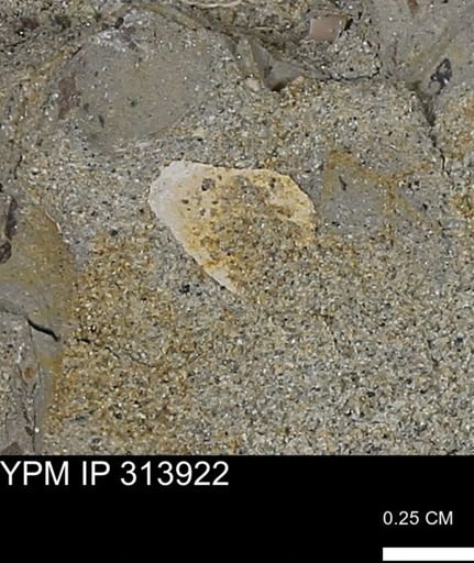 undet. Mollusca