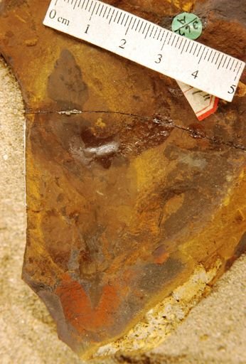 Planera betuloides