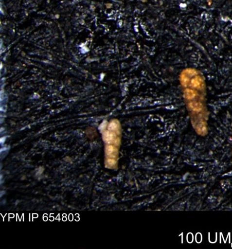 Verneuilinoides kansasensis