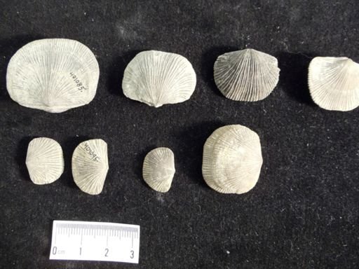 Dinorthis subquadrata
