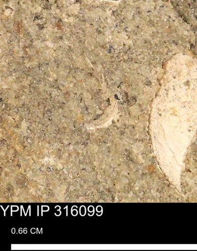 undet. Mollusca