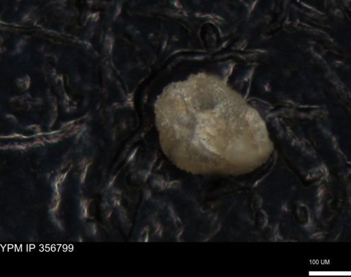 undet. Foraminiferida
