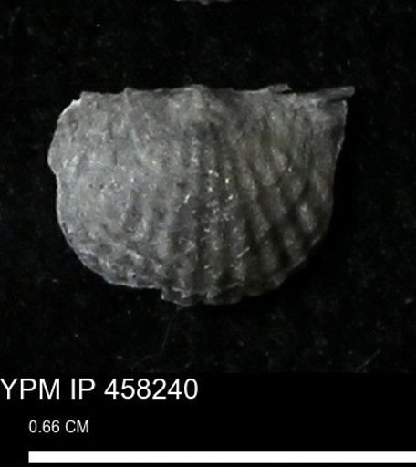 Chonetes mucronatus