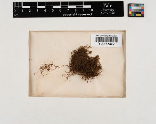 Plantae
