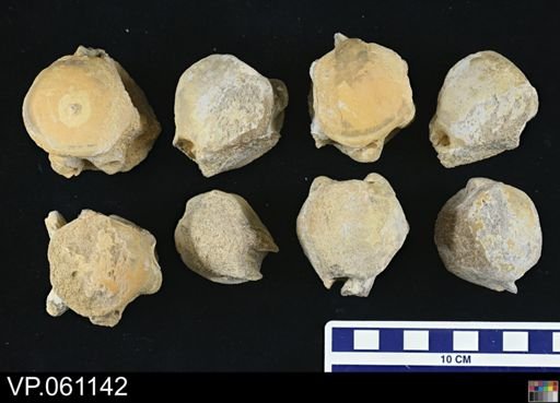 undet. Mosasauridae