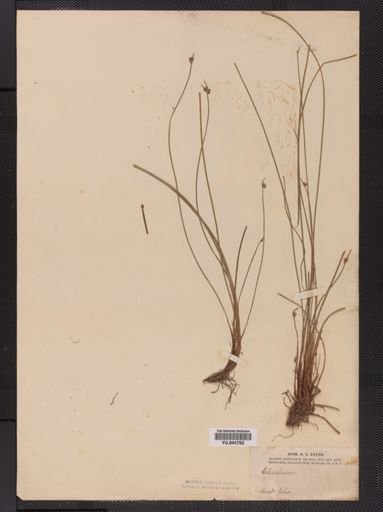 Eleocharis
