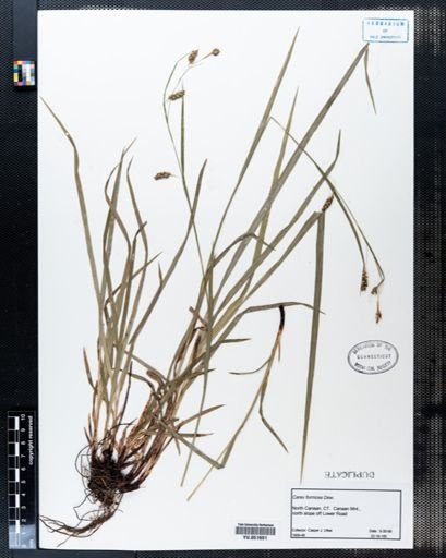 Carex formosa