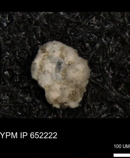 undet. Foraminiferida