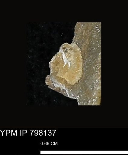 Mollusca