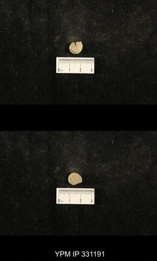 Trepospira depressa