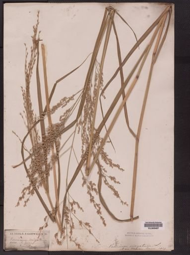 Panicum virgatum