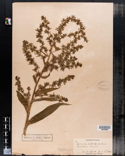 Veratrum viride