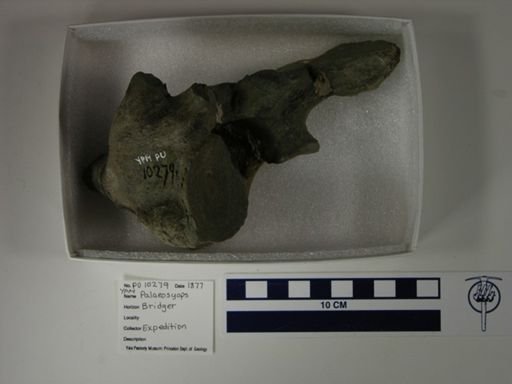 Palaeosyops paludosus
