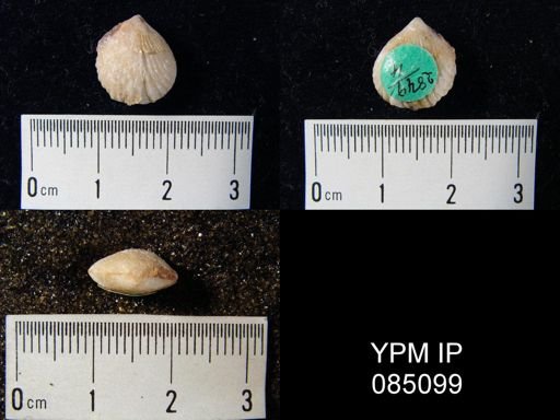 Uncinulus sp.