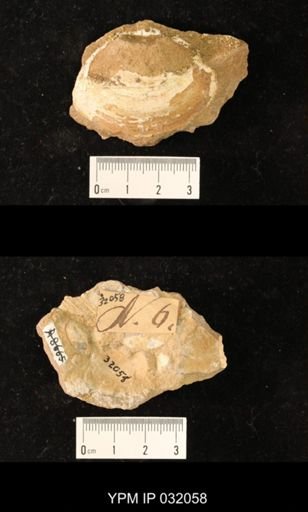 Mactra warreniana