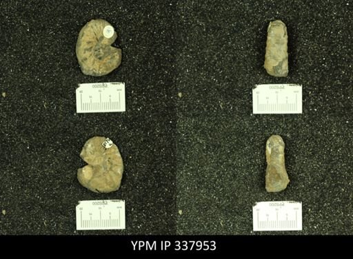Scaphites whitfieldi