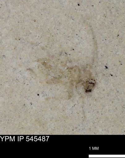 undet. Arachnida