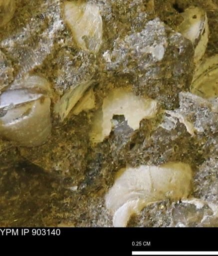 undet. Mollusca