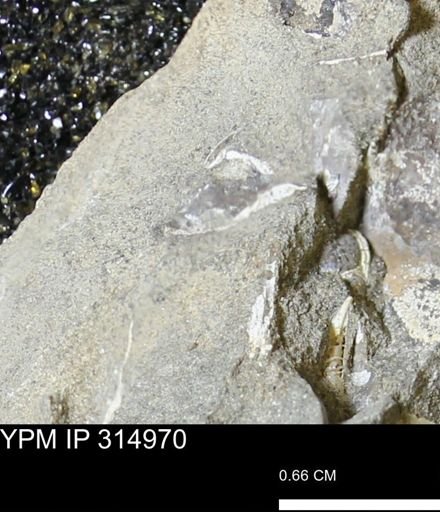 undet. Mollusca
