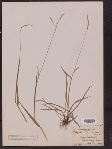 Paspalum pubescens