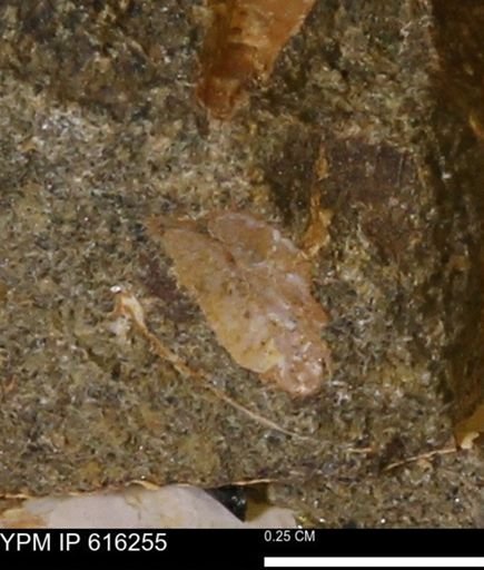 Protocardia subquadrata