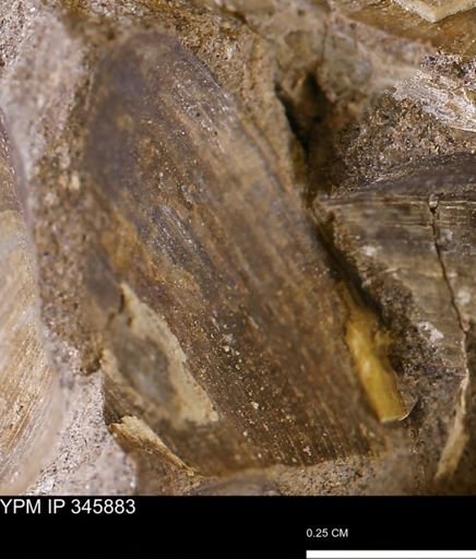 undet. Bivalvia