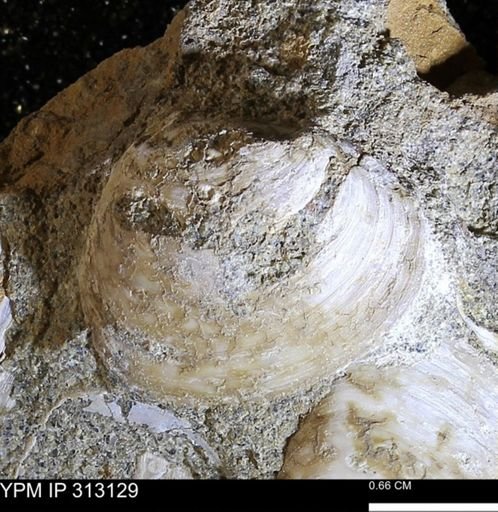 Corbicula