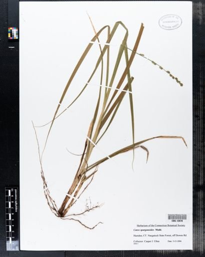 Carex sparganioides