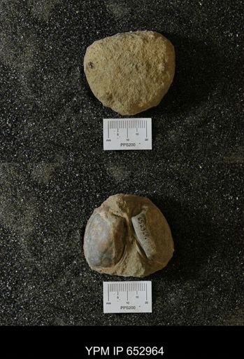 undet. Bivalvia