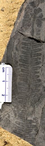 Pecopteris sp.