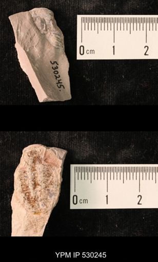 Elrathia kingi