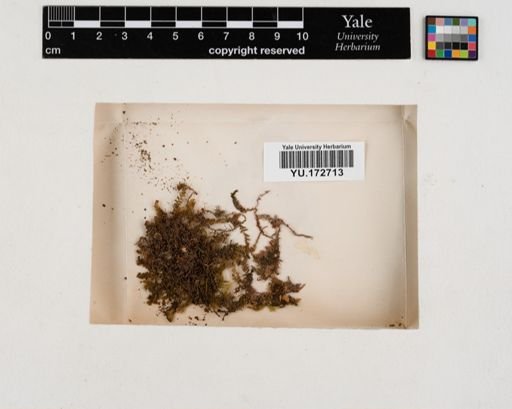 Plantae