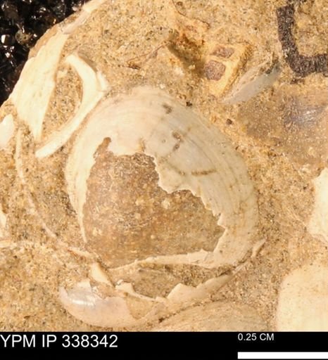 Protocardia subquadrata