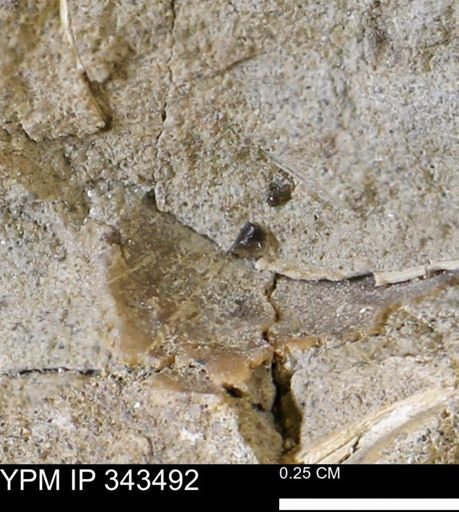 undet. Mollusca