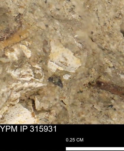 undet. Mollusca