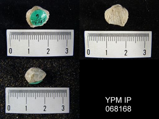 Anastrophia cf. internascens