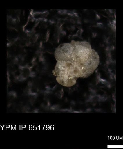 undet. Foraminiferida