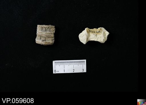 undet. Actinopterygii