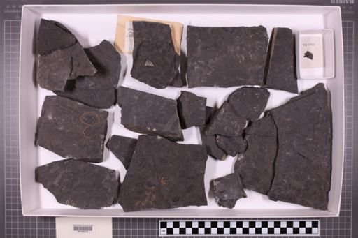 mixed taxa, stratigraphic collection