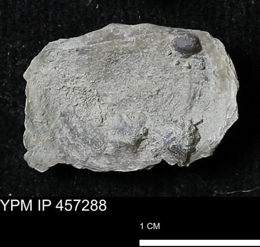 Pholidostrophia iowaensis