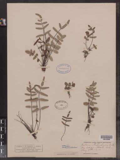 Pellaea atropurpurea